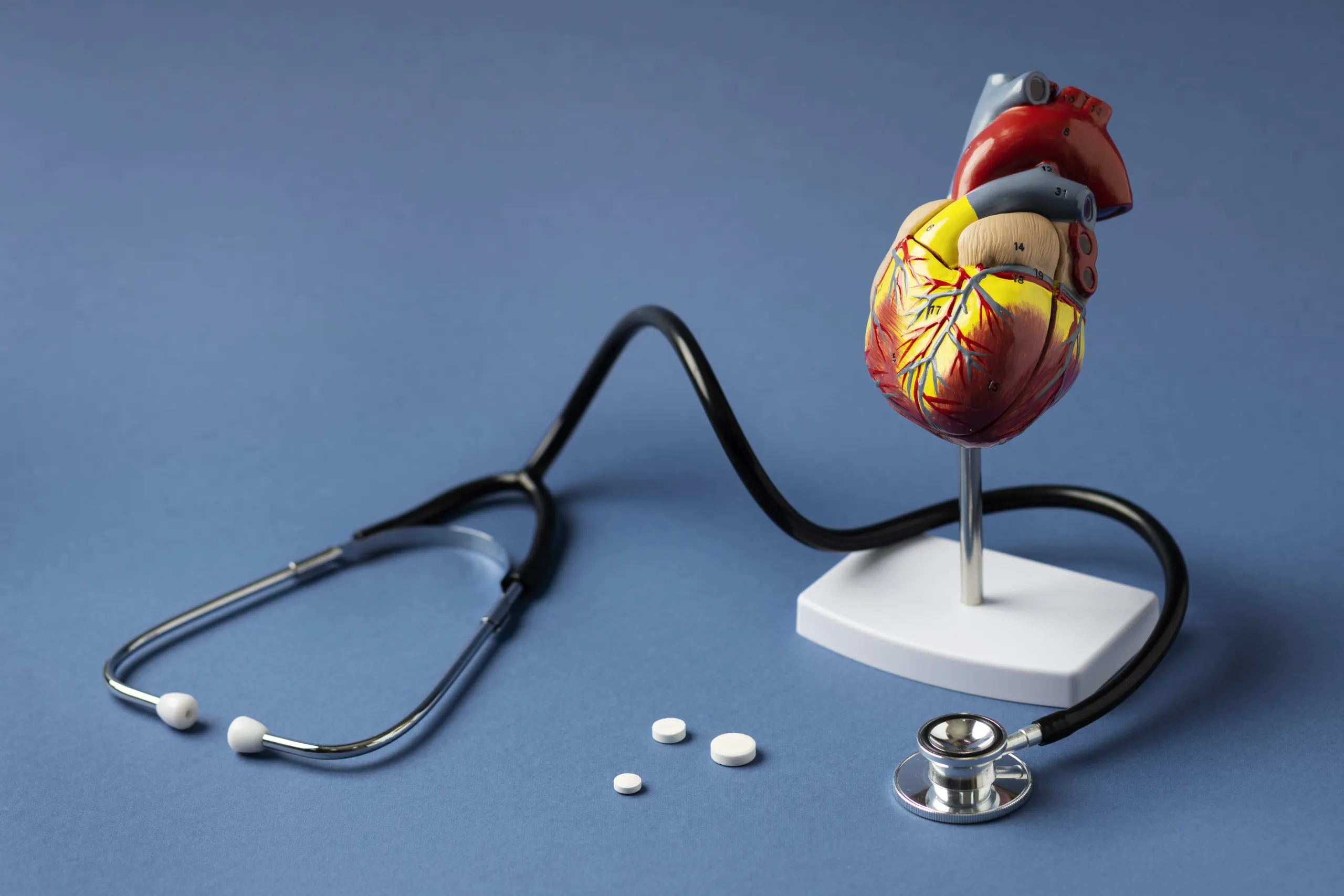 anatomic heart model for showing relation with the topic of heart disease